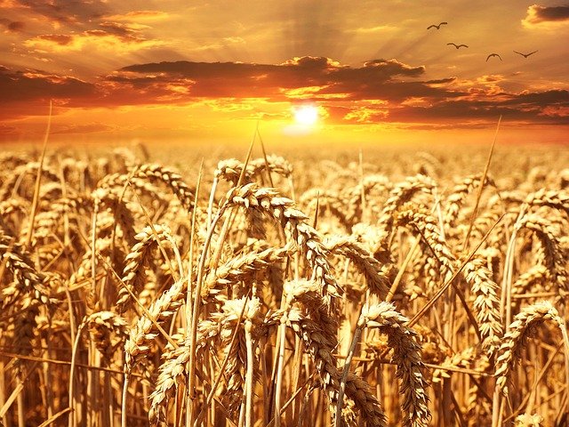 Obawiasz się, nieudanych zbiorów twojego rzepaku?